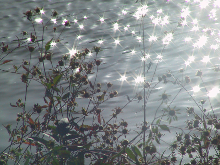 Bel luccicare sulla superficie dell’acqua con delle piante in primo piano - Ottobre 2003